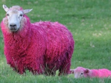 Ovelhas pintade de cor de rosa viram sensação na Nova Zelândia